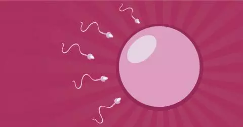 Fertility Specialist 