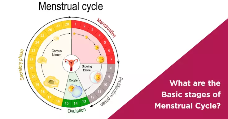 Understanding the 4 Phases of the Menstrual Cycle & Its Stages
